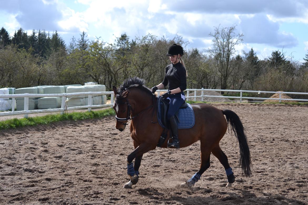 Tysk Sportspony Kavsgaards Geisha billede 2