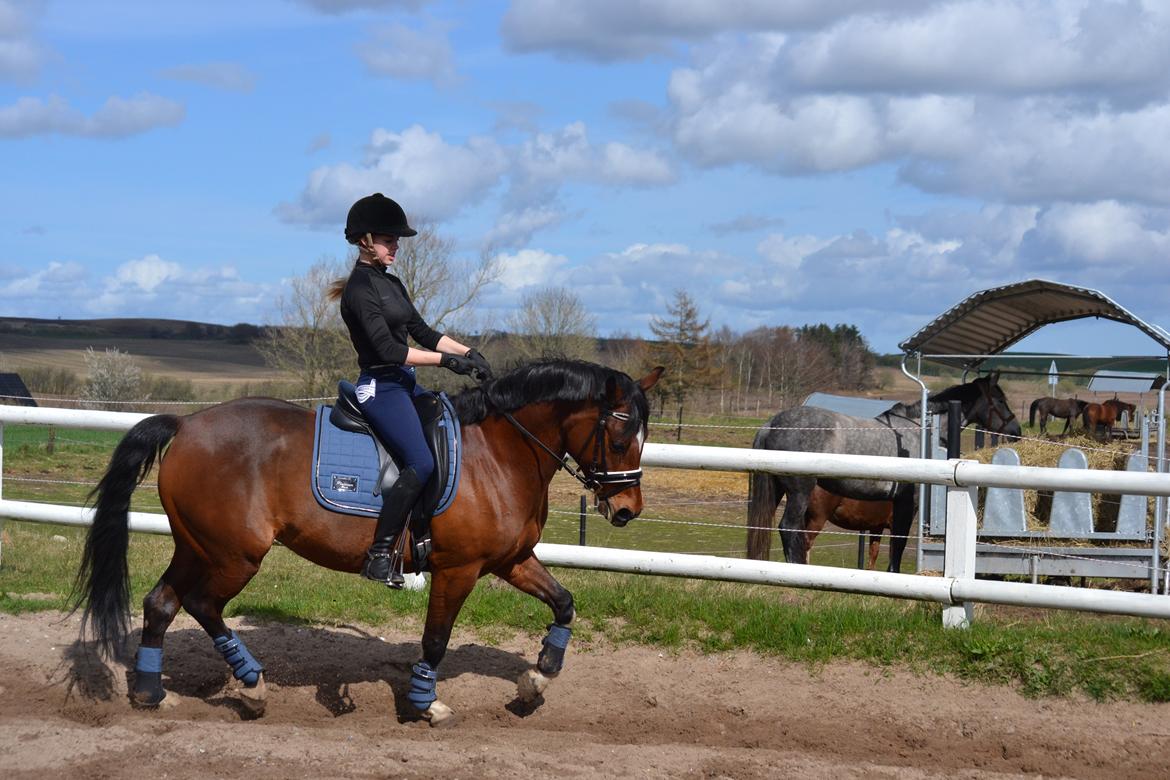 Tysk Sportspony Kavsgaards Geisha billede 6