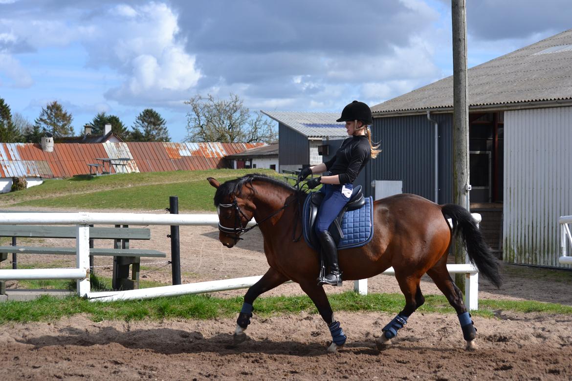 Tysk Sportspony Kavsgaards Geisha billede 13