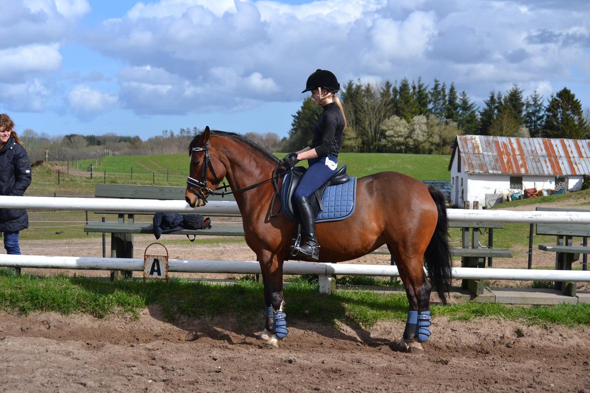 Tysk Sportspony Kavsgaards Geisha billede 9