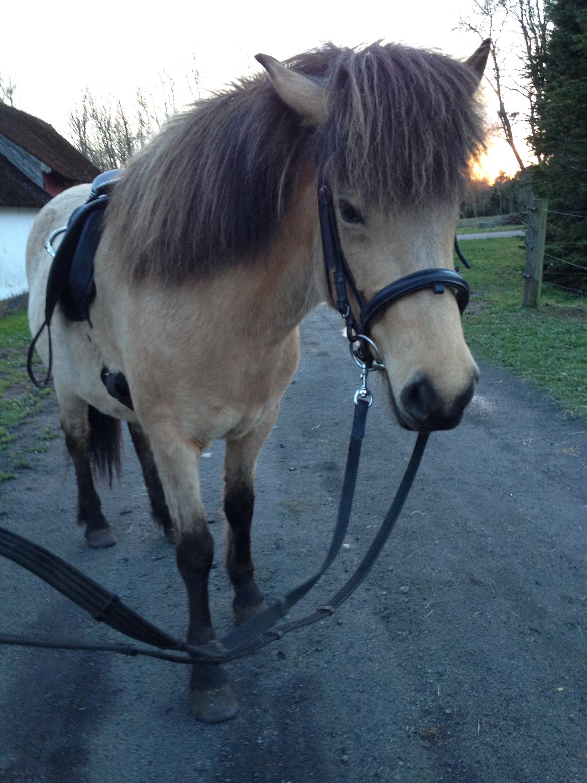 Islænder Disa fra Bøgvad - en smuk hest efter en dejlig ridetur. d.11/4 - 2014 billede 1