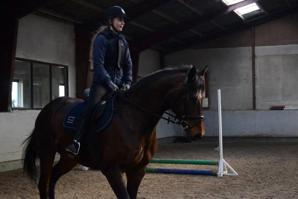 Dansk Varmblod Likka - Første gang undervisning billede 6