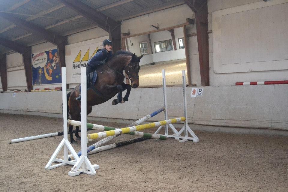 Dansk Varmblod Likka - Foto - Izabella Madsen billede 7