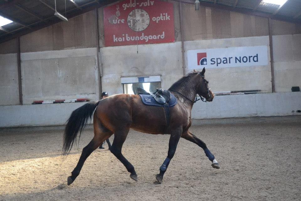 Dansk Varmblod Likka - Foto - Izabella Madsen billede 4