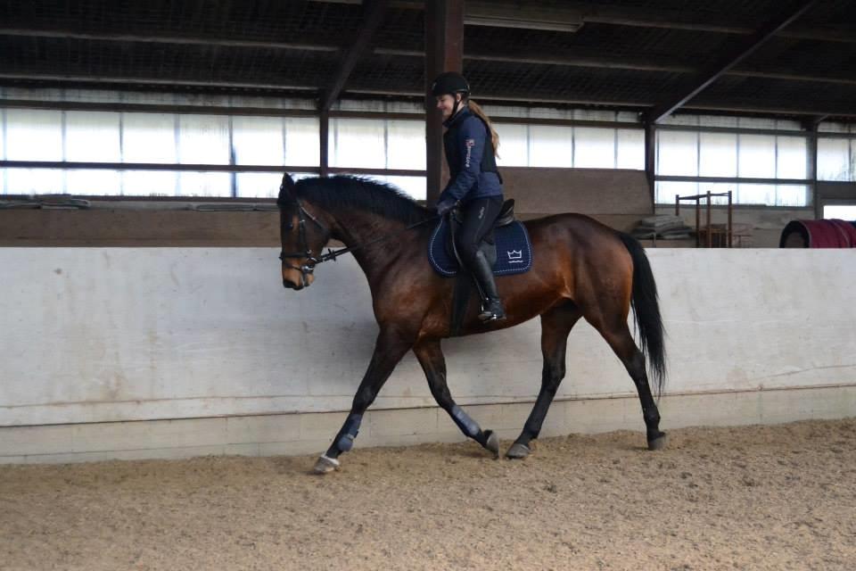 Dansk Varmblod Likka - Foto - Izabella Madsen billede 8