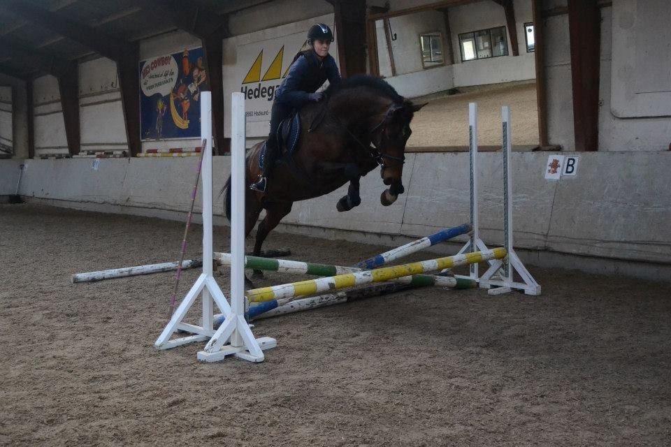 Dansk Varmblod Likka - Foto - Izabella Madsen billede 10