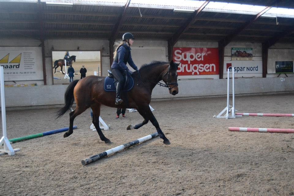 Dansk Varmblod Likka - Foto - Izabella Madsen billede 5