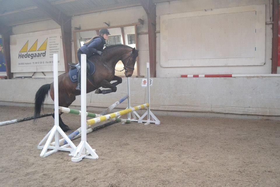 Dansk Varmblod Likka - Foto - Izabella Madsen billede 9