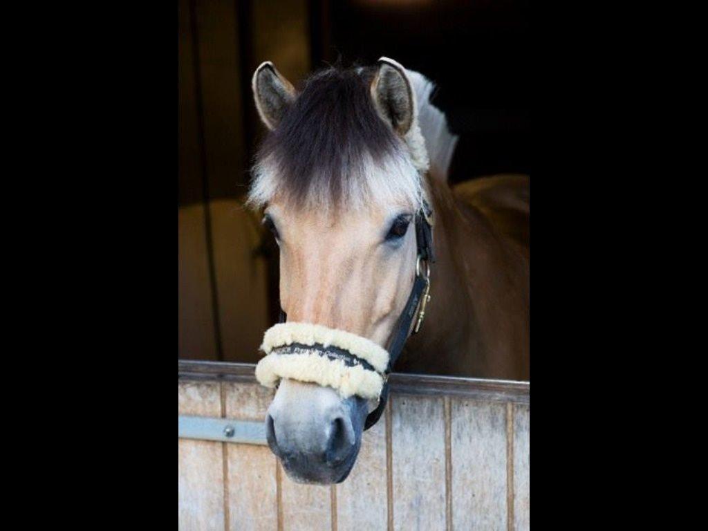Fjordhest Camilla billede 17