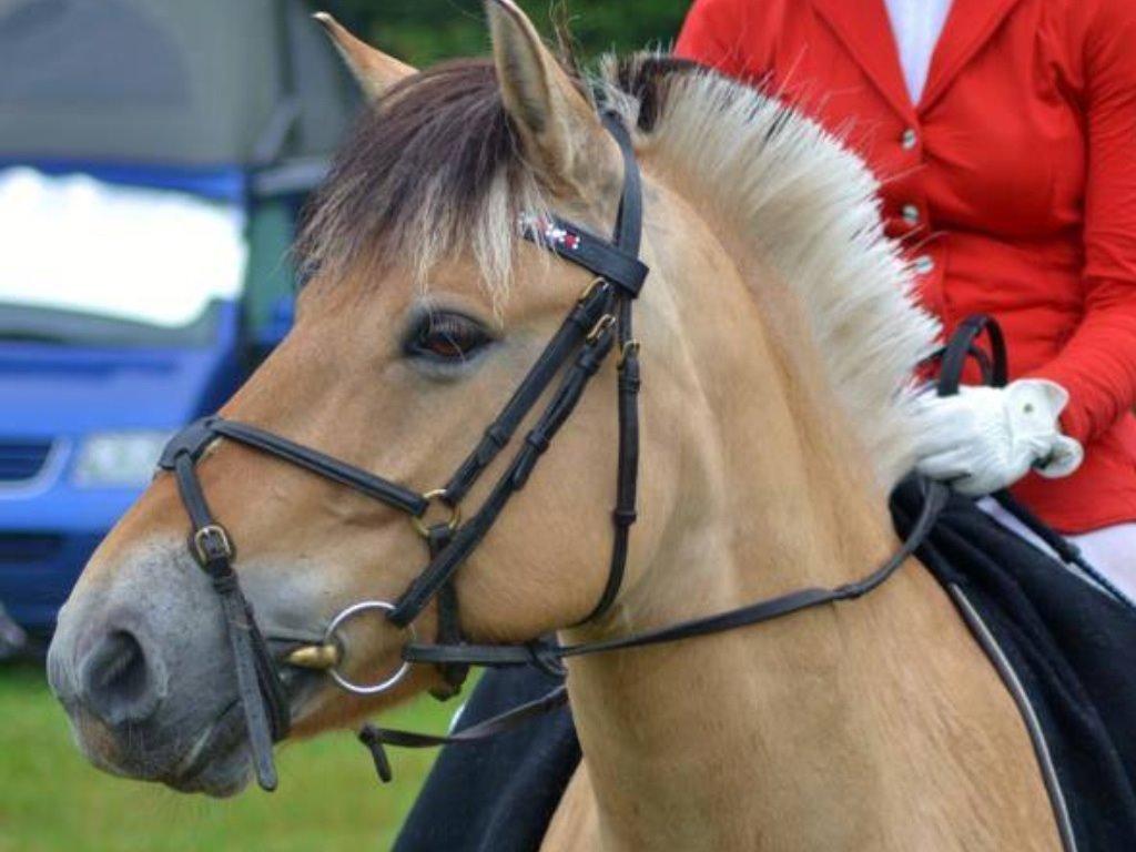 Fjordhest Camilla billede 15