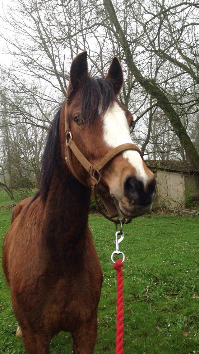 Welsh Pony (sec B) Tosca De Tassine billede 6