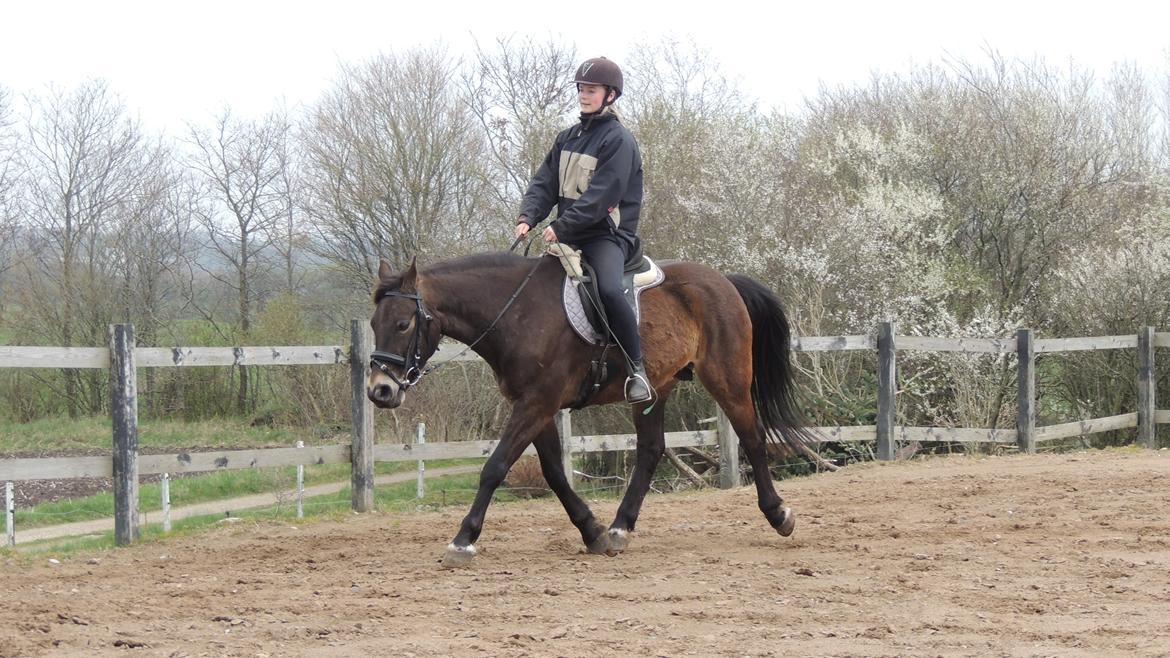 Anden særlig race Oscar - Ossie <3 - SOLGT - Ude at ride på skønne Ossie! <3 billede 14