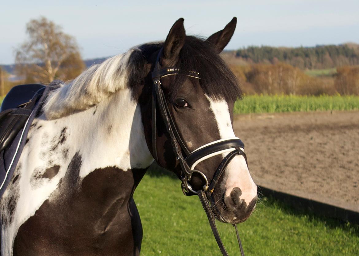 Pinto Vidtskue's Fenja (Tidligere låne pony) billede 14