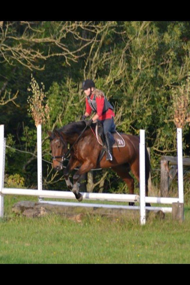 Anden særlig race Phoenix billede 24