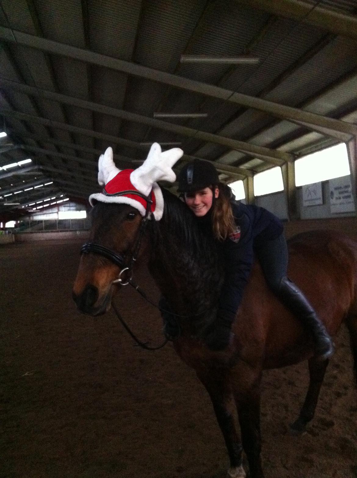 Anden særlig race Phoenix billede 25