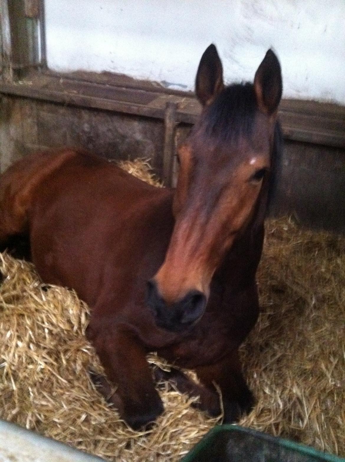 Anden særlig race Phoenix billede 26