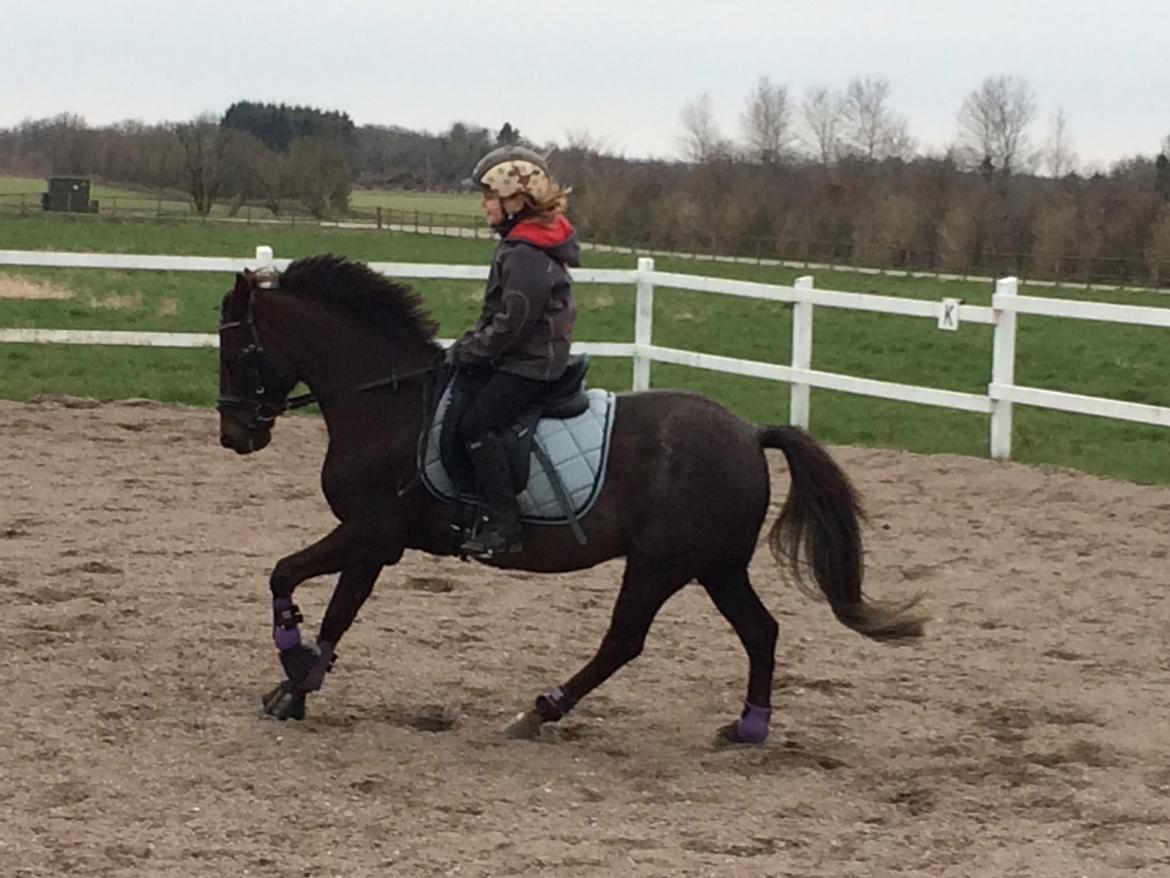 New Forest Bella billede 2