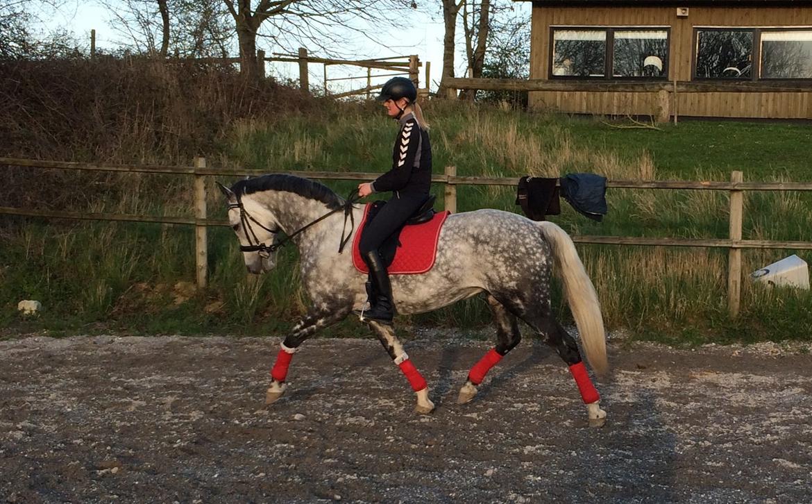 Anden særlig race Bech's Padraigh aka. Paddy :-) - Dressur træning - 11.04.14. Lækker forårsaften! billede 8