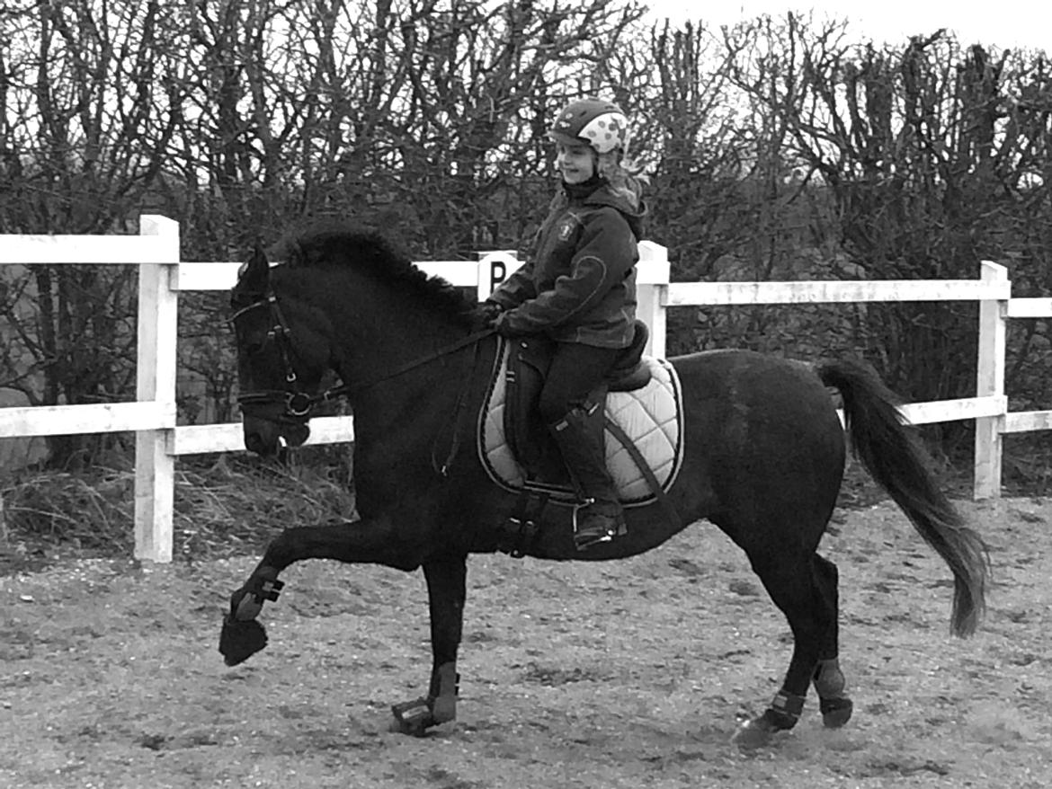 New Forest Bella billede 1