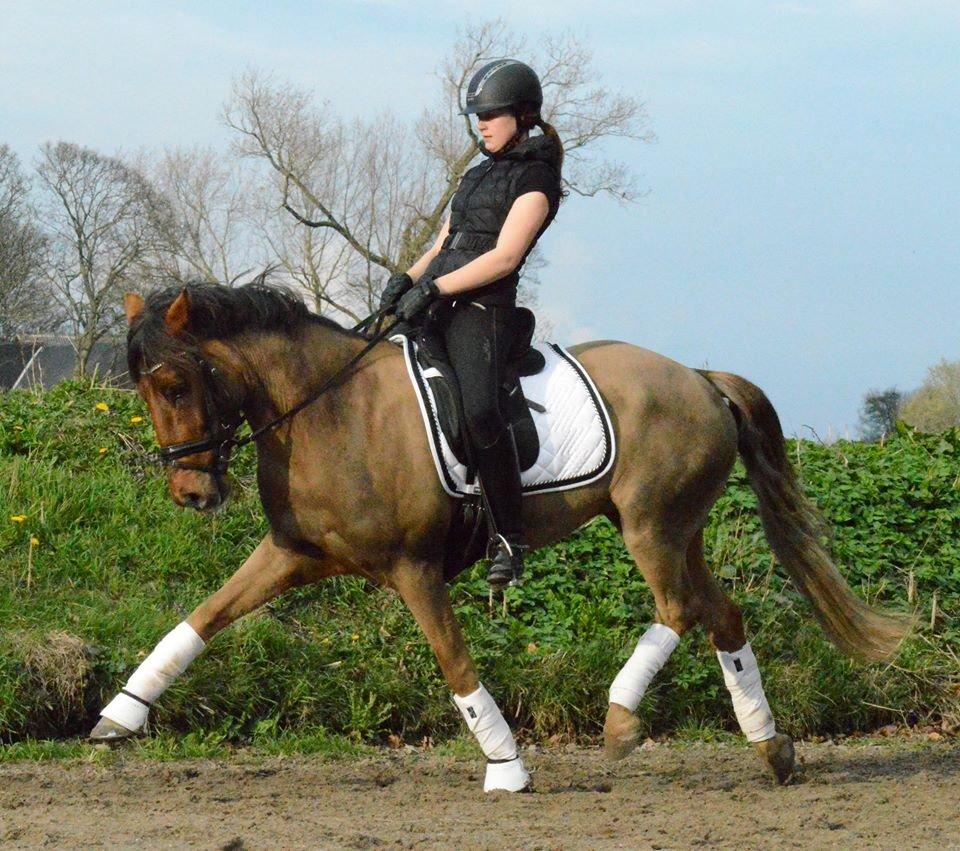 New Forest Elmholts Rekord billede 7