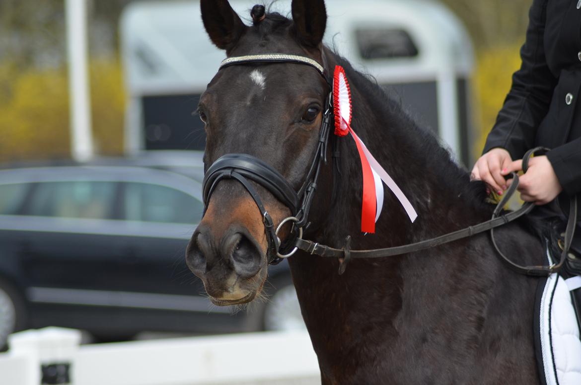 DSP DiNozzo IWE. - Vores første røde <3 billede 10