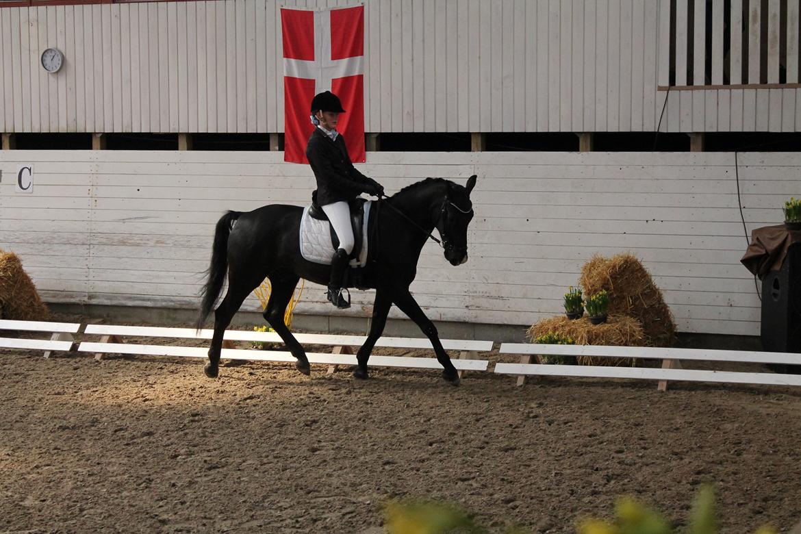 Anden særlig race Horse-Wear's Oktober - LA3 Nr. Aaby  d. 12-04-2014  billede 6