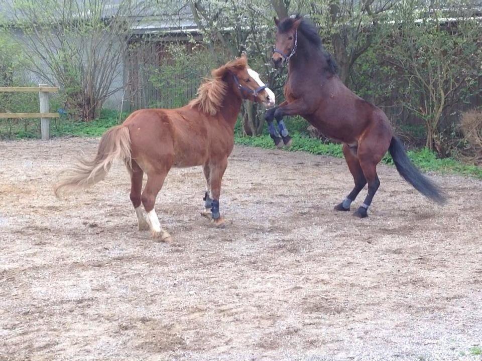 New Forest Lundgaards Kahlua billede 8