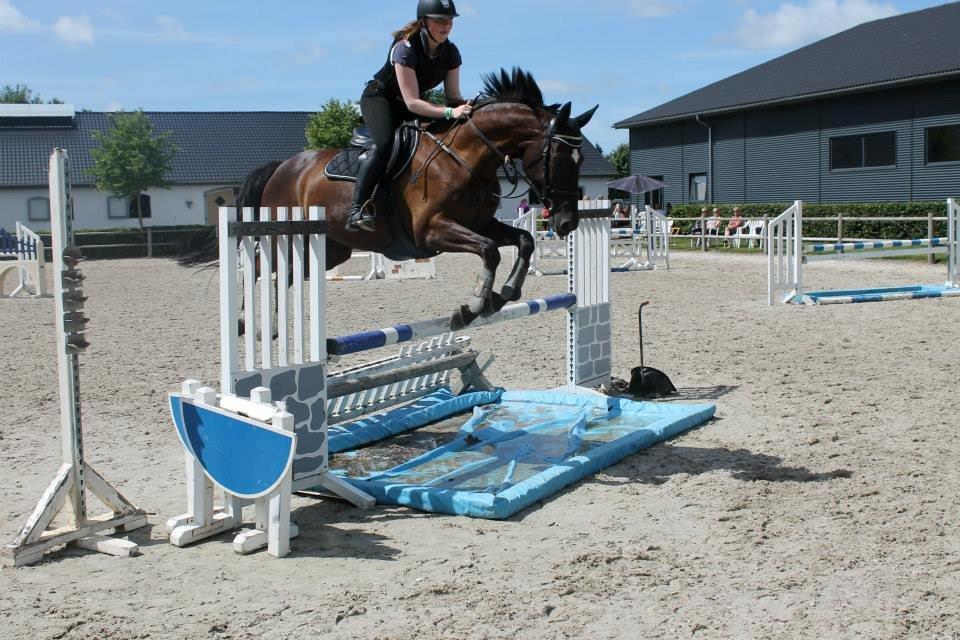 Dansk Varmblod ANEMONE N billede 14