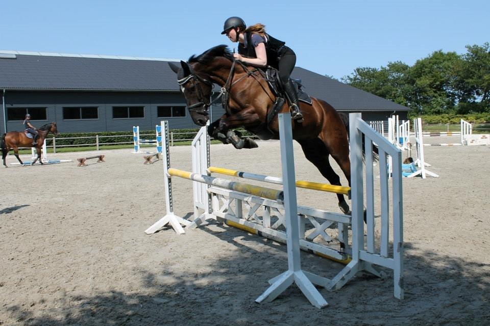 Dansk Varmblod ANEMONE N billede 11