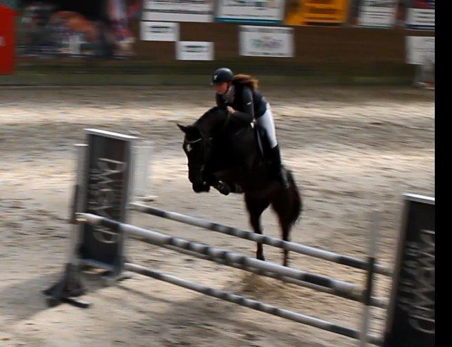 Dansk Varmblod ANEMONE N billede 17