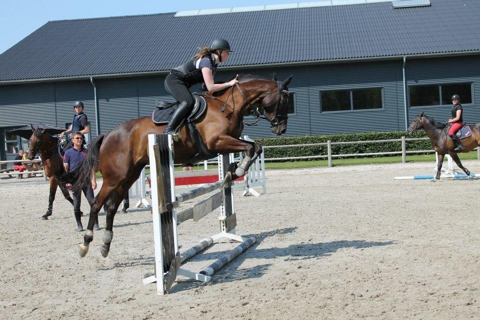 Dansk Varmblod ANEMONE N billede 15