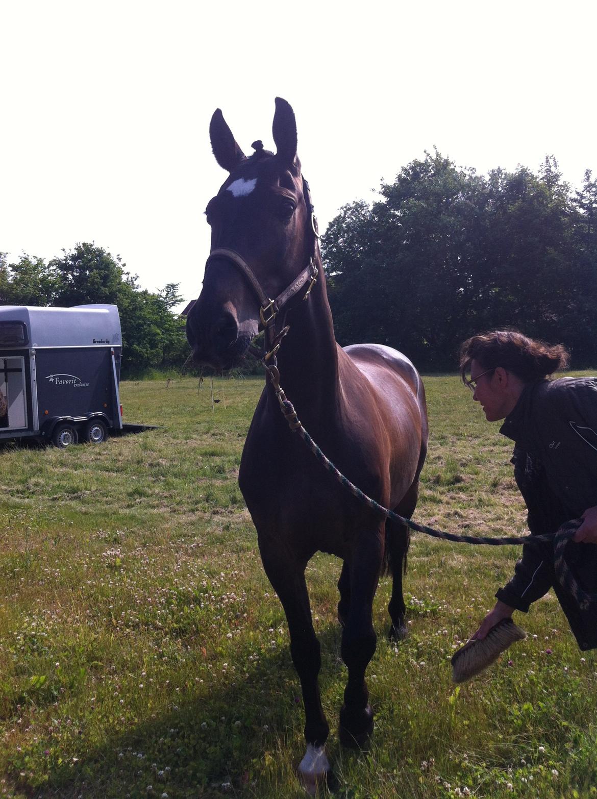 Dansk Varmblod Caruso (SOLGT)  - Klargøring til stævne:-) billede 5
