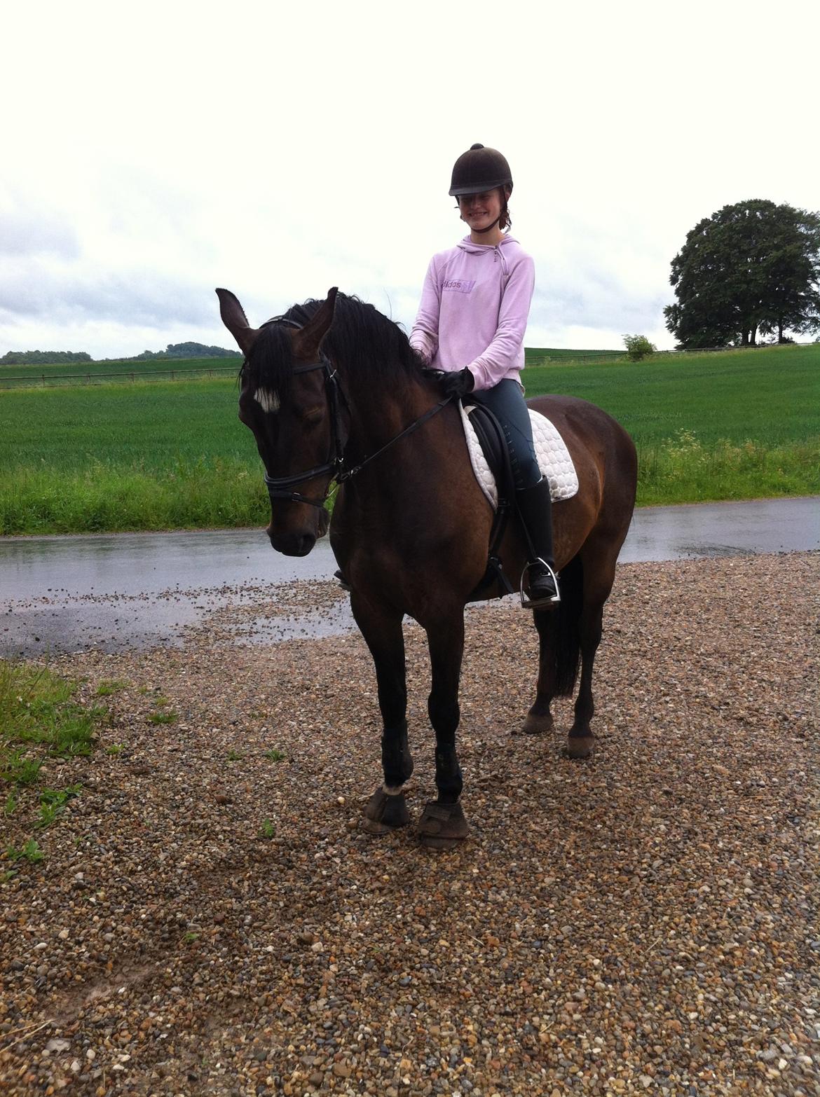 Dansk Varmblod Caruso (SOLGT)  - Vi hader regnvejr... billede 6