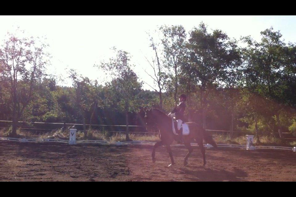 Dansk Varmblod Caruso (SOLGT)  - så forsigtig med de ben:) billede 8