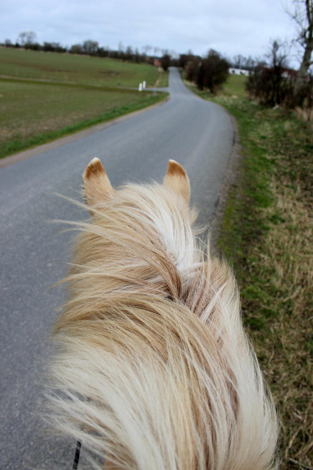 Fjordhest Stella billede 44