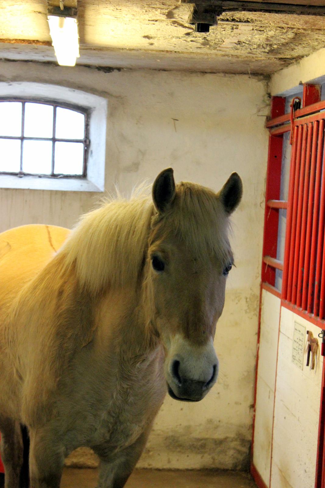 Fjordhest Stella billede 35