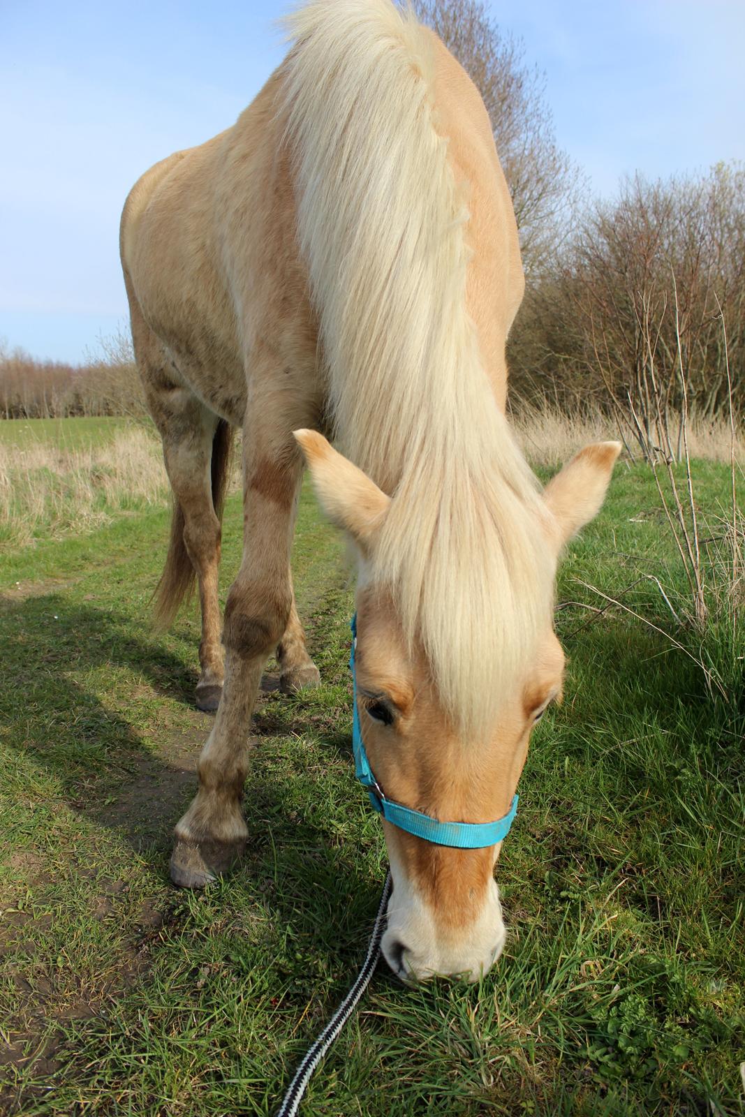 Fjordhest Stella billede 41