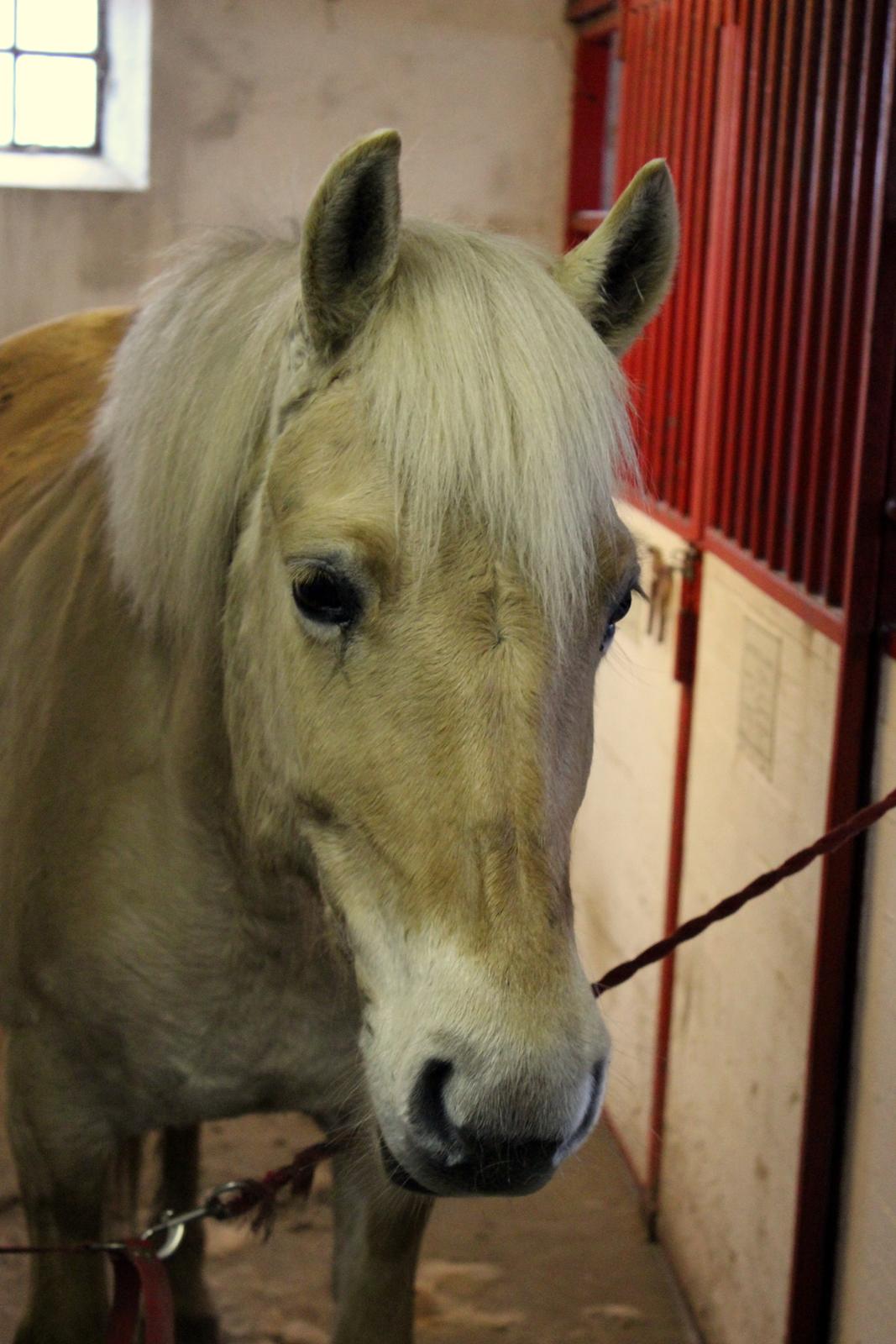 Fjordhest Stella billede 43