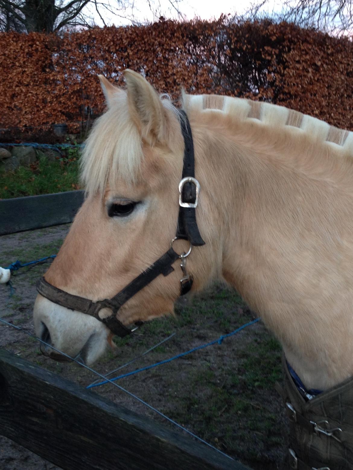 Fjordhest Milton (tidl. navn Claus) billede 21