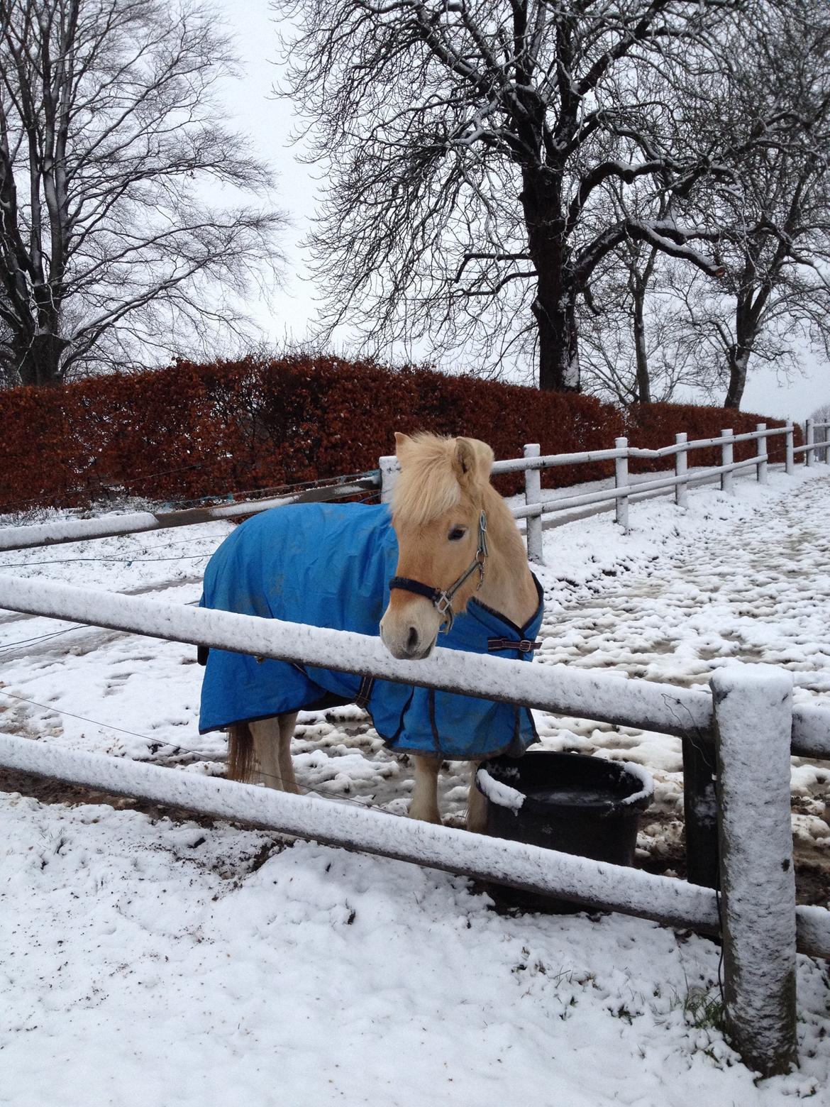 Fjordhest Milton (tidl. navn Claus) billede 22