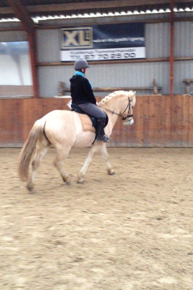 Fjordhest Milton (tidl. navn Claus) billede 24