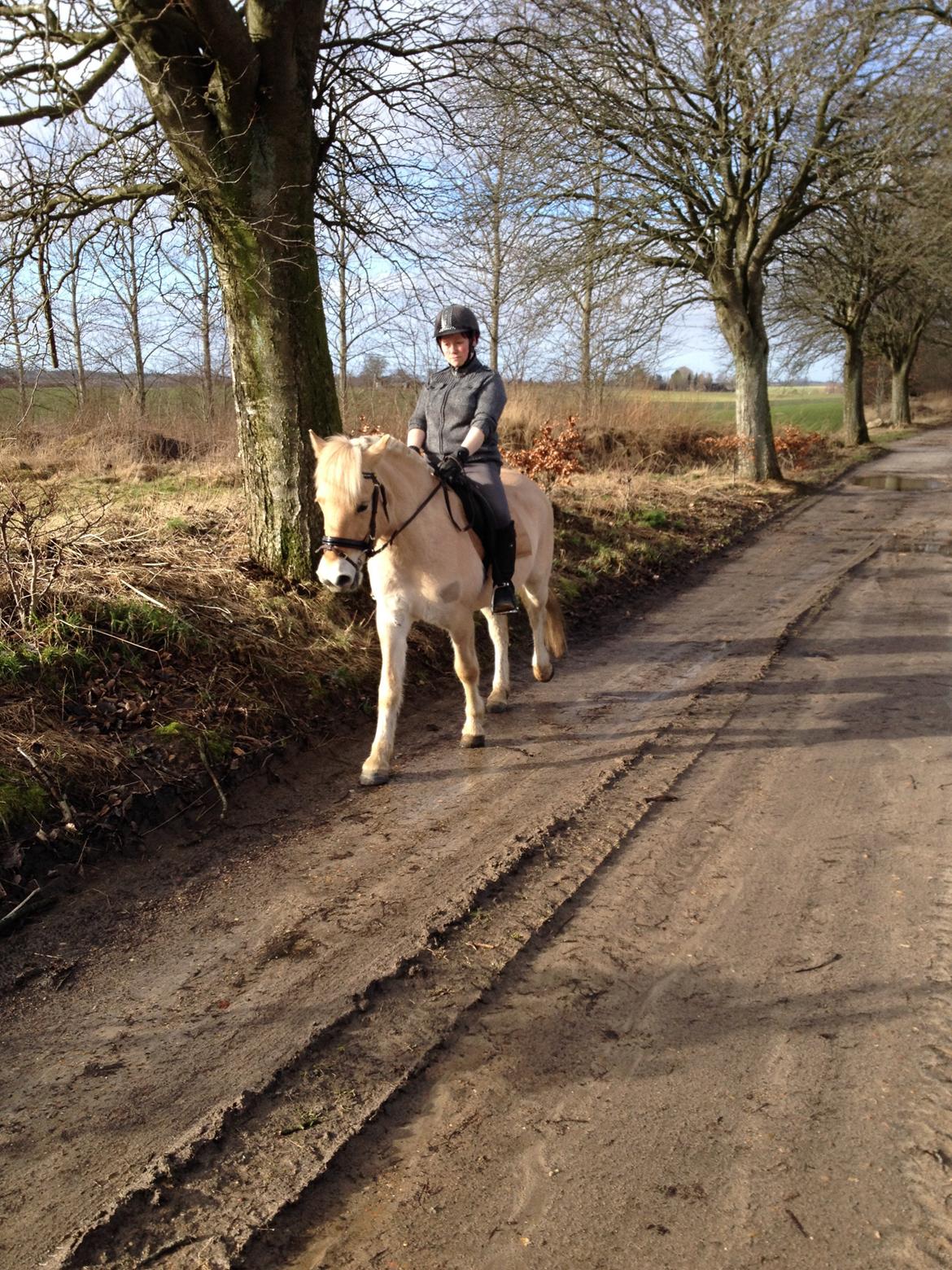 Fjordhest Milton (tidl. navn Claus) billede 25