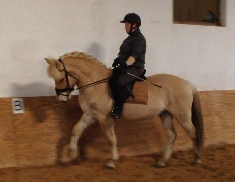 Fjordhest Milton (tidl. navn Claus) billede 26