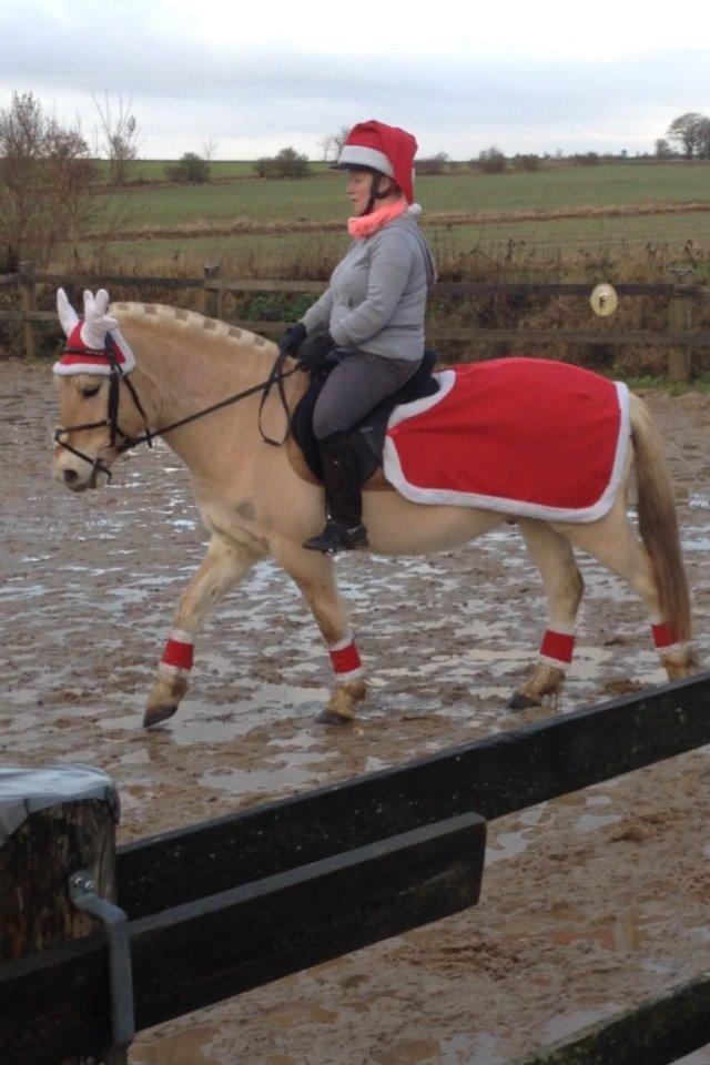 Fjordhest Milton (tidl. navn Claus) billede 27