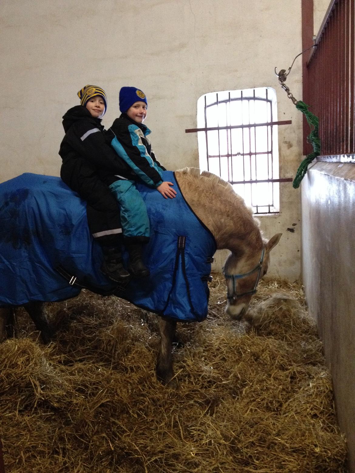 Fjordhest Milton (tidl. navn Claus) billede 28