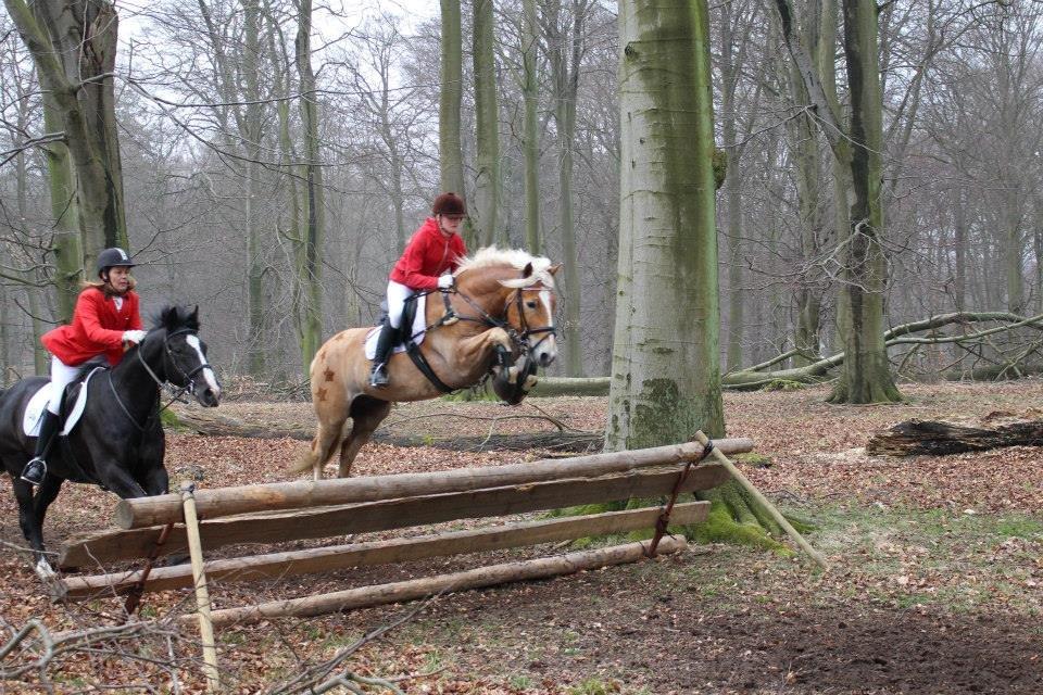 Tyroler Haflinger stuwart - begynderjag i dyrehaven 2014-Gennemført billede 12