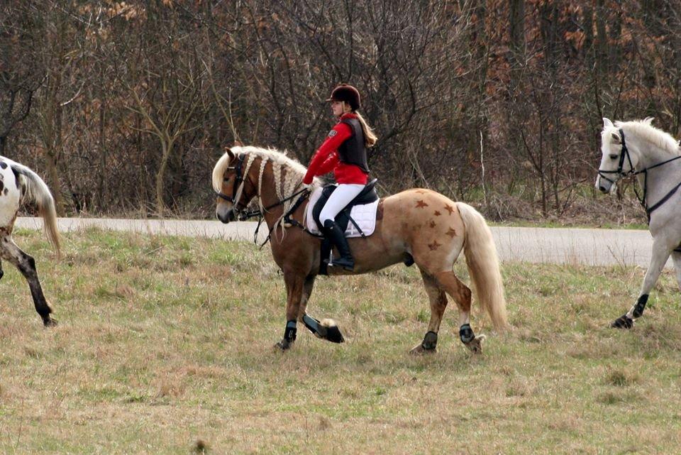 Tyroler Haflinger stuwart - babyjagt 2014-Gennemført billede 19