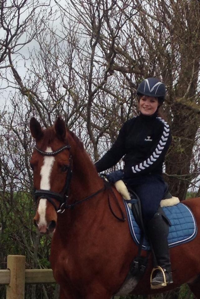 Dansk Varmblod Weltsieger billede 5