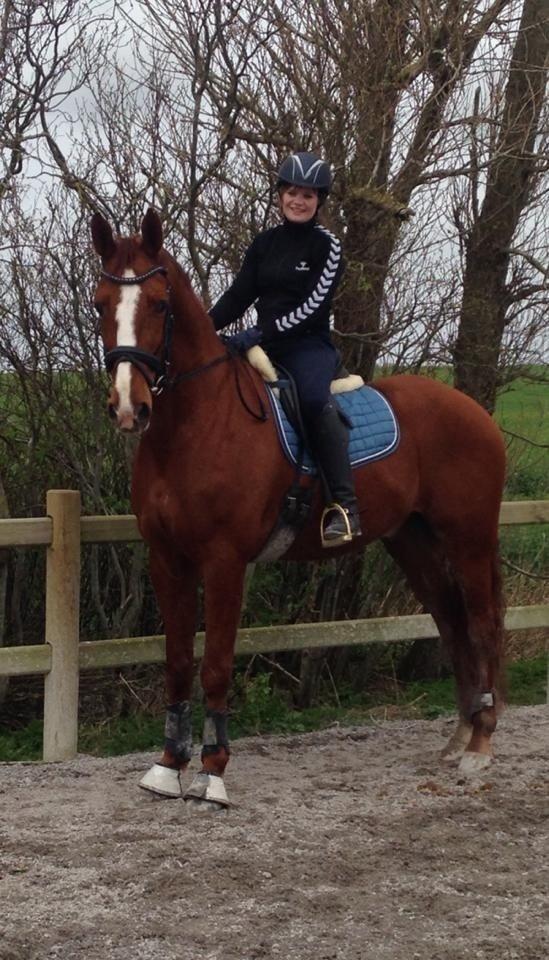 Dansk Varmblod Weltsieger billede 7