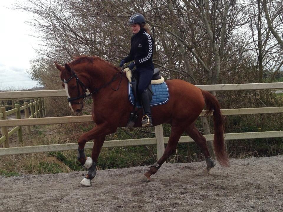 Dansk Varmblod Weltsieger billede 9